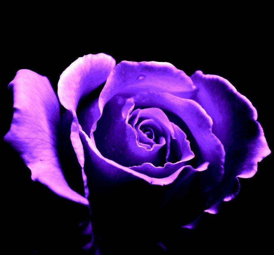 Purple Rose Backgrounds Wallpaper Cave