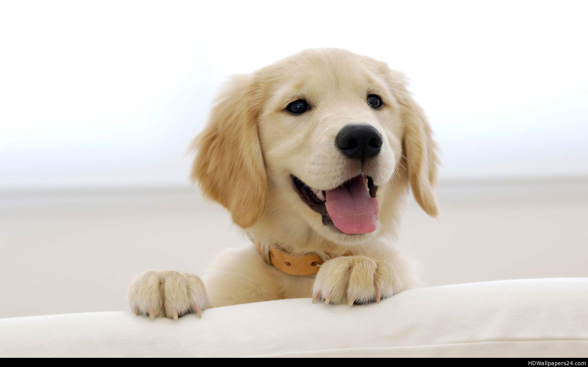 Golden Retriever Backgrounds Wallpaper Cave