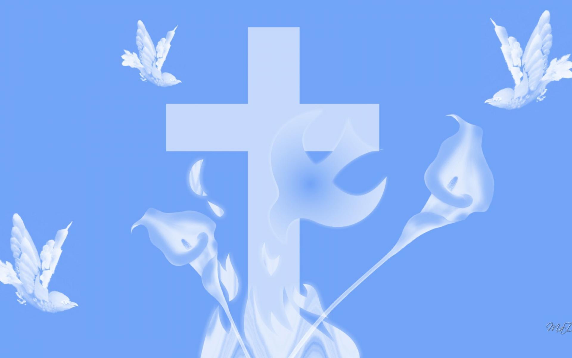 White Dove Wallpapers Wallpaper Cave