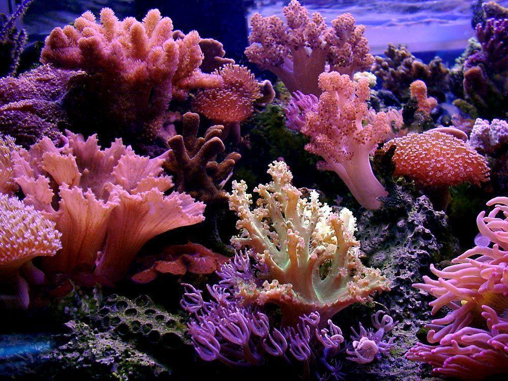 Coral Reef Wallpapers Wallpaper Cave