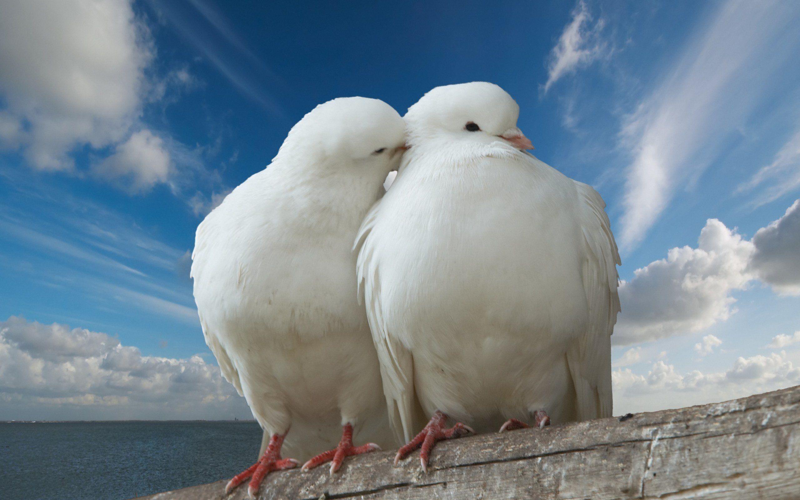 White Dove Wallpapers Wallpaper Cave