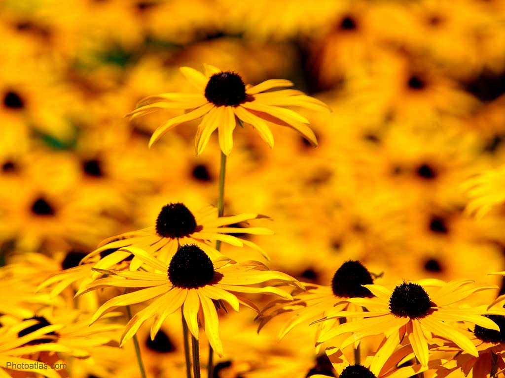 Yellow Flowers Wallpapers Wallpaper Cave