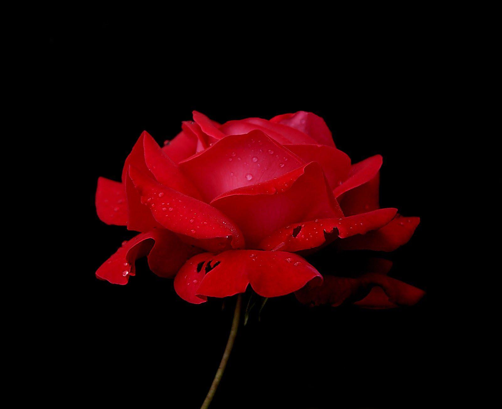 Red Rose With Black Backgrounds Wallpaper Cave