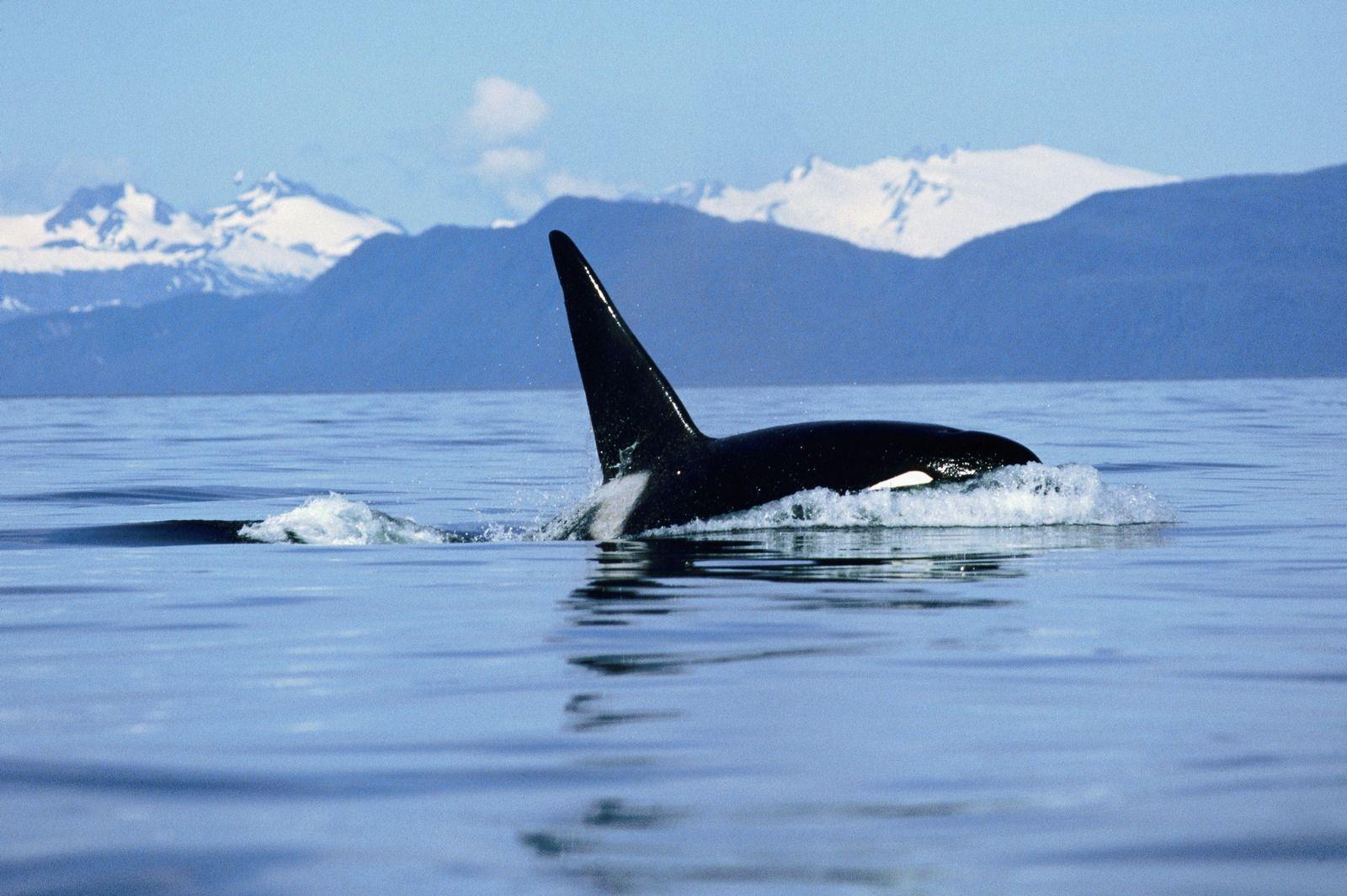 Killer Whales Wallpapers Wallpaper Cave