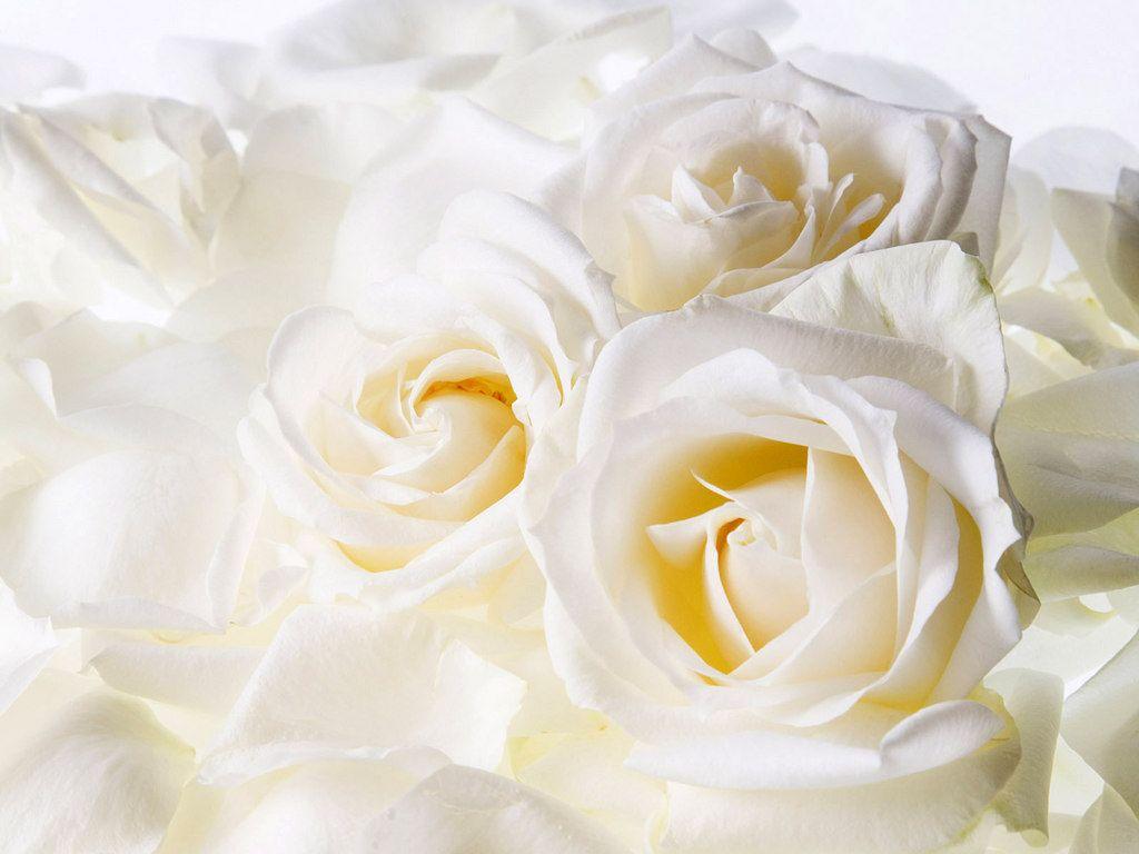 White Roses Backgrounds Wallpaper Cave