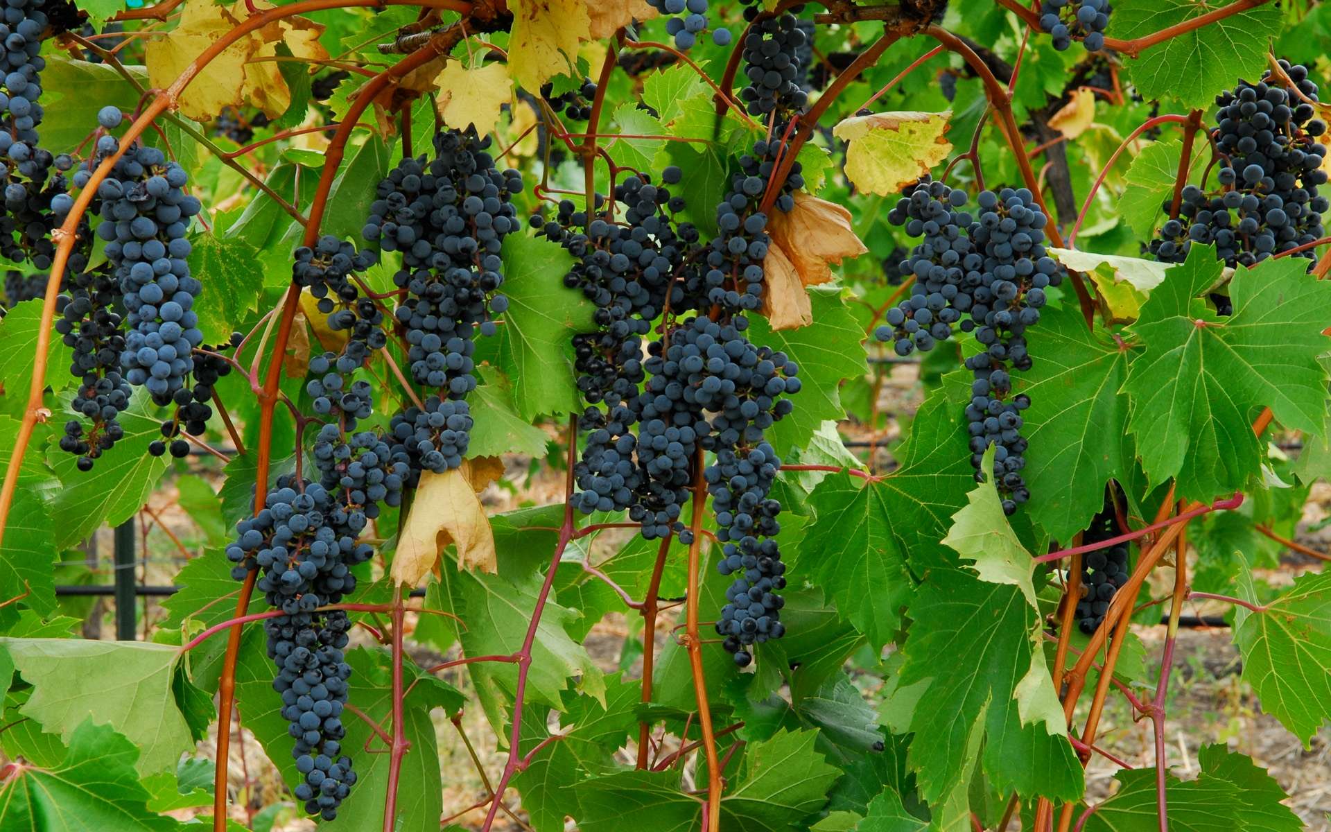 Wallpapers Grapes Wallpaper Cave
