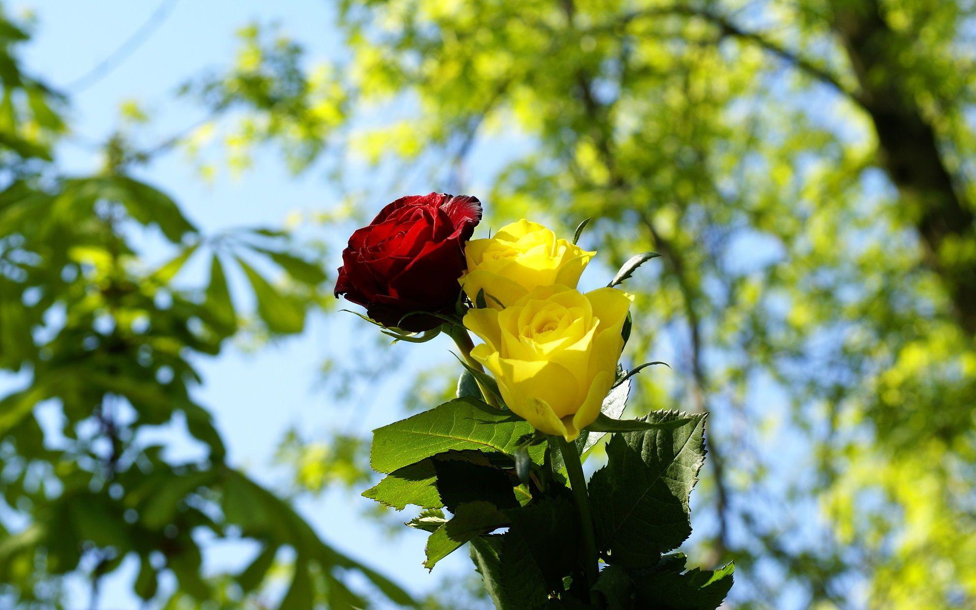 Yellow Rose Flower Wallpapers Wallpaper Cave