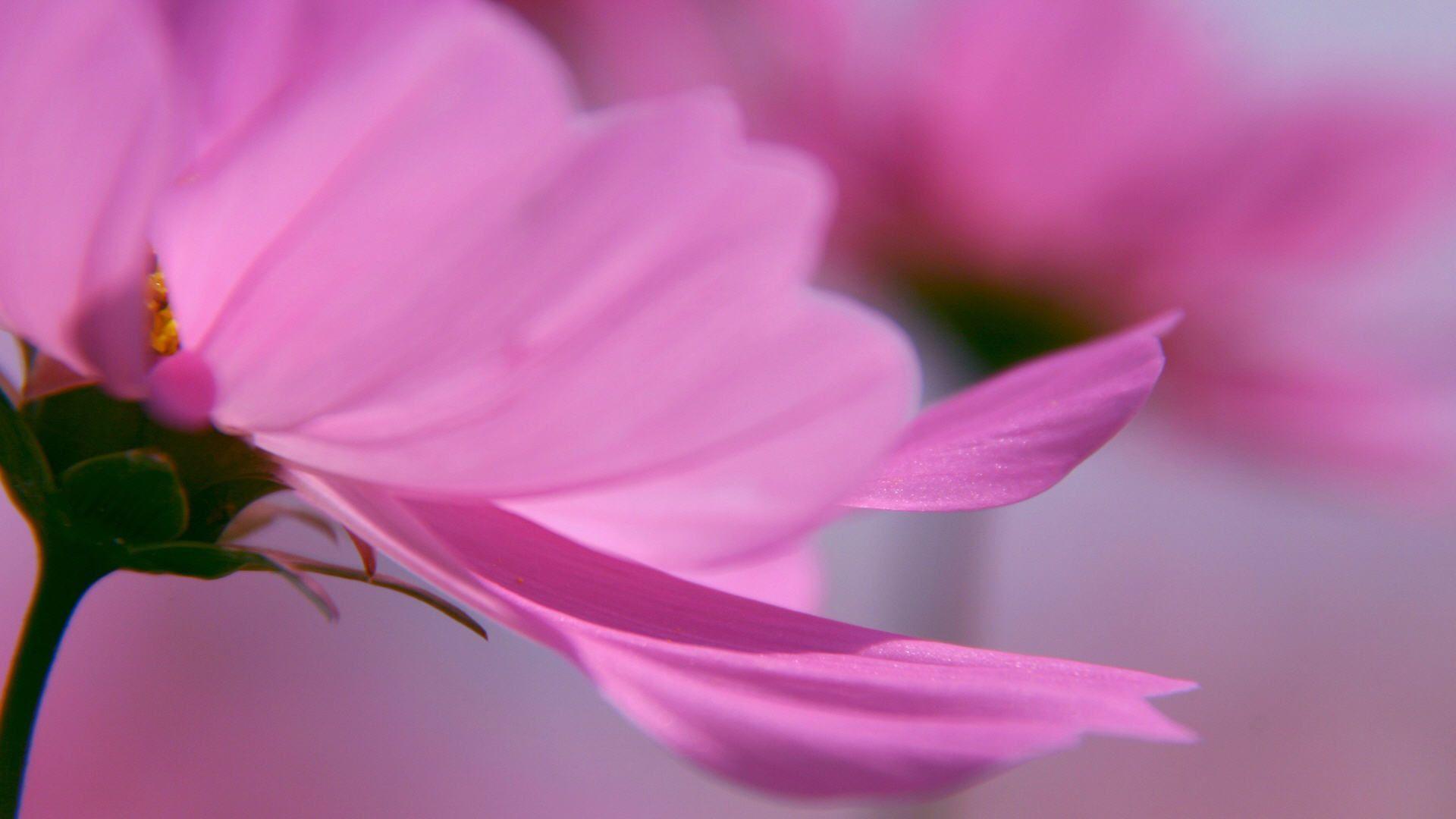 Bright Flower Wallpapers Wallpaper Cave