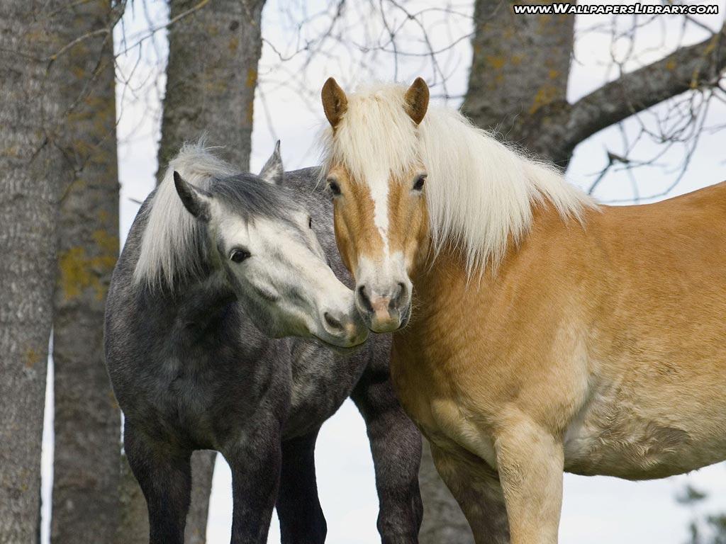 Cute Horse Wallpapers Wallpaper Cave