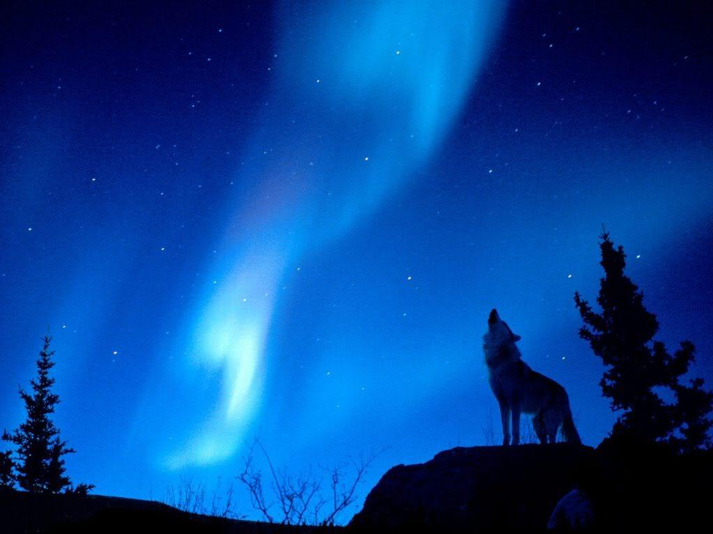 Wolf Howling At The Moon Wallpapers Wallpaper Cave