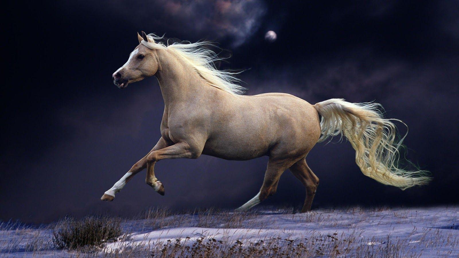 Free Horse Screensavers And Wallpapers Wallpaper Cave
