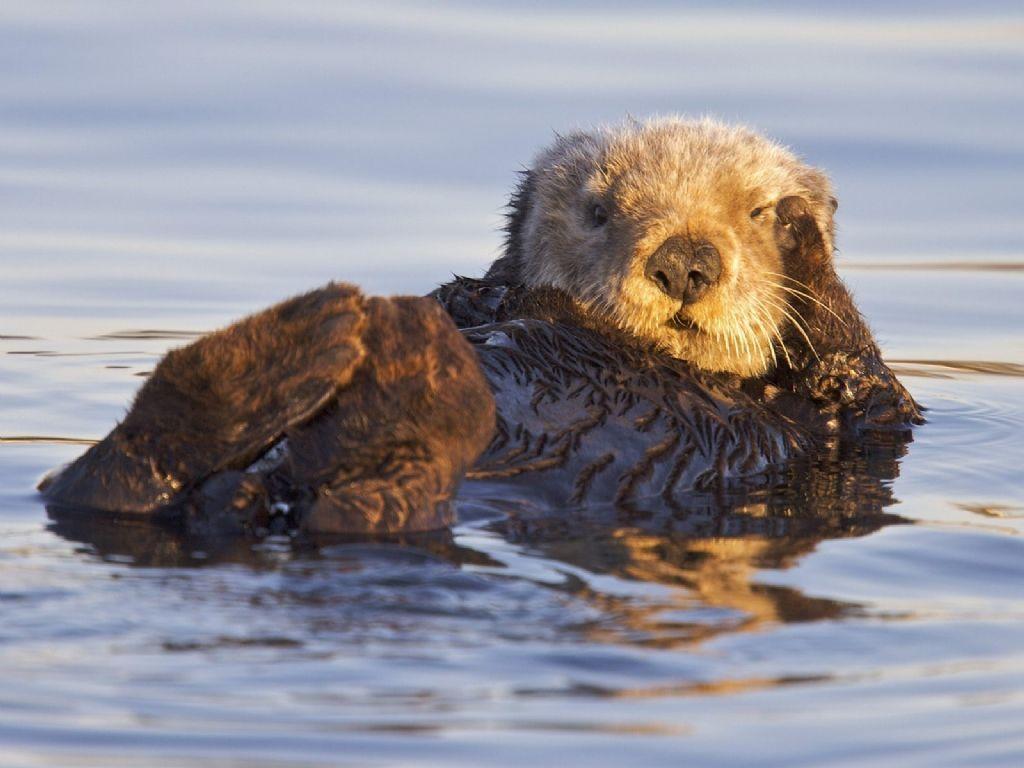 Sea Otter Wallpapers Wallpaper Cave