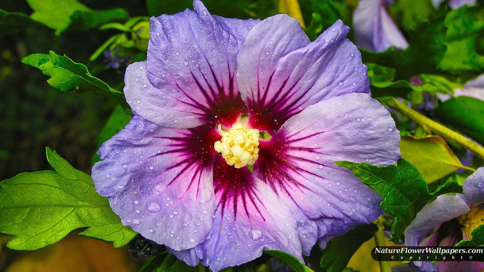 Hibiscus Flower Wallpapers Wallpaper Cave