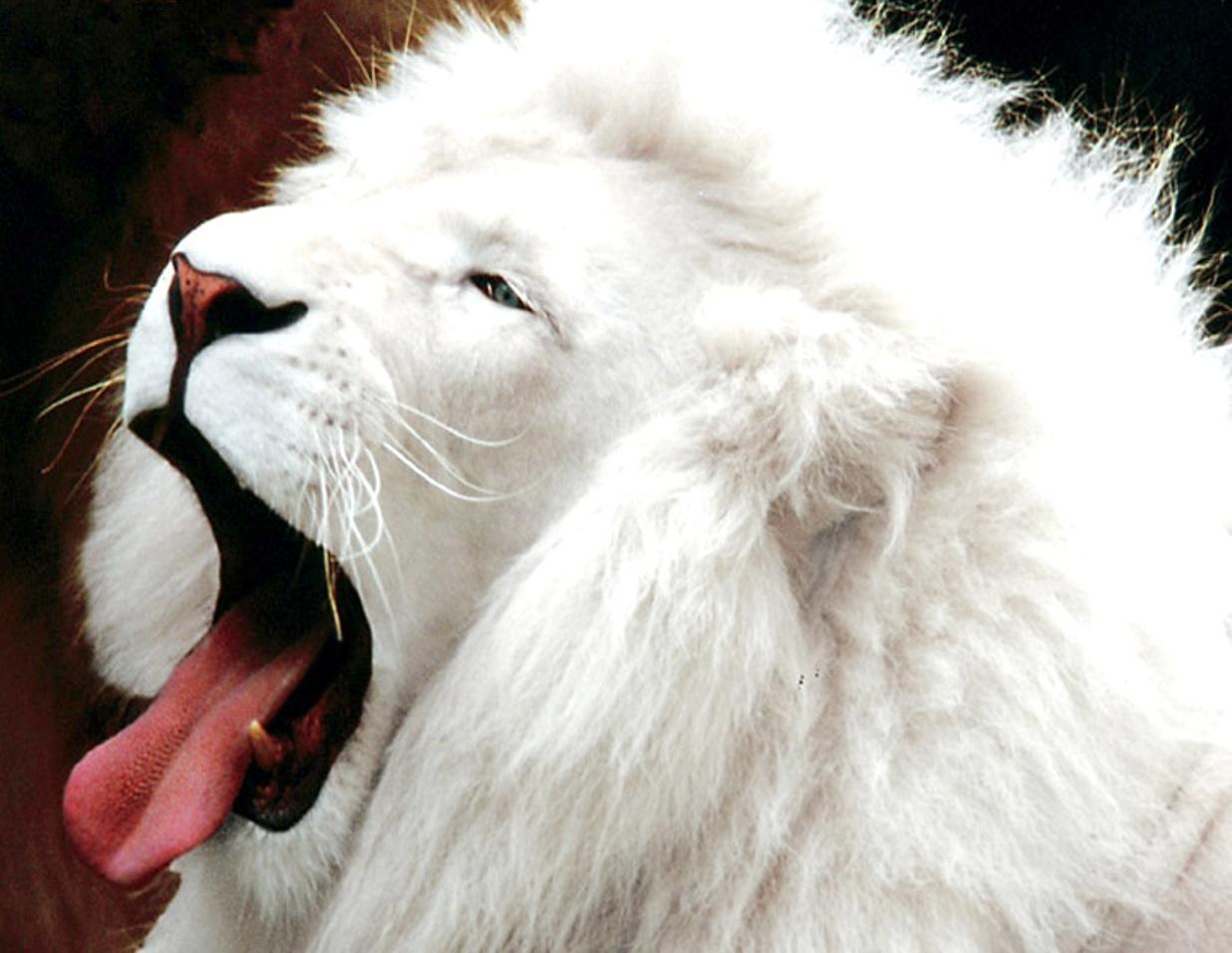 White Lion With Blue Eyes Wallpaper 3d