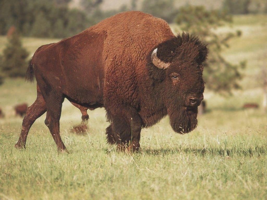Bison Wallpapers Wallpaper Cave