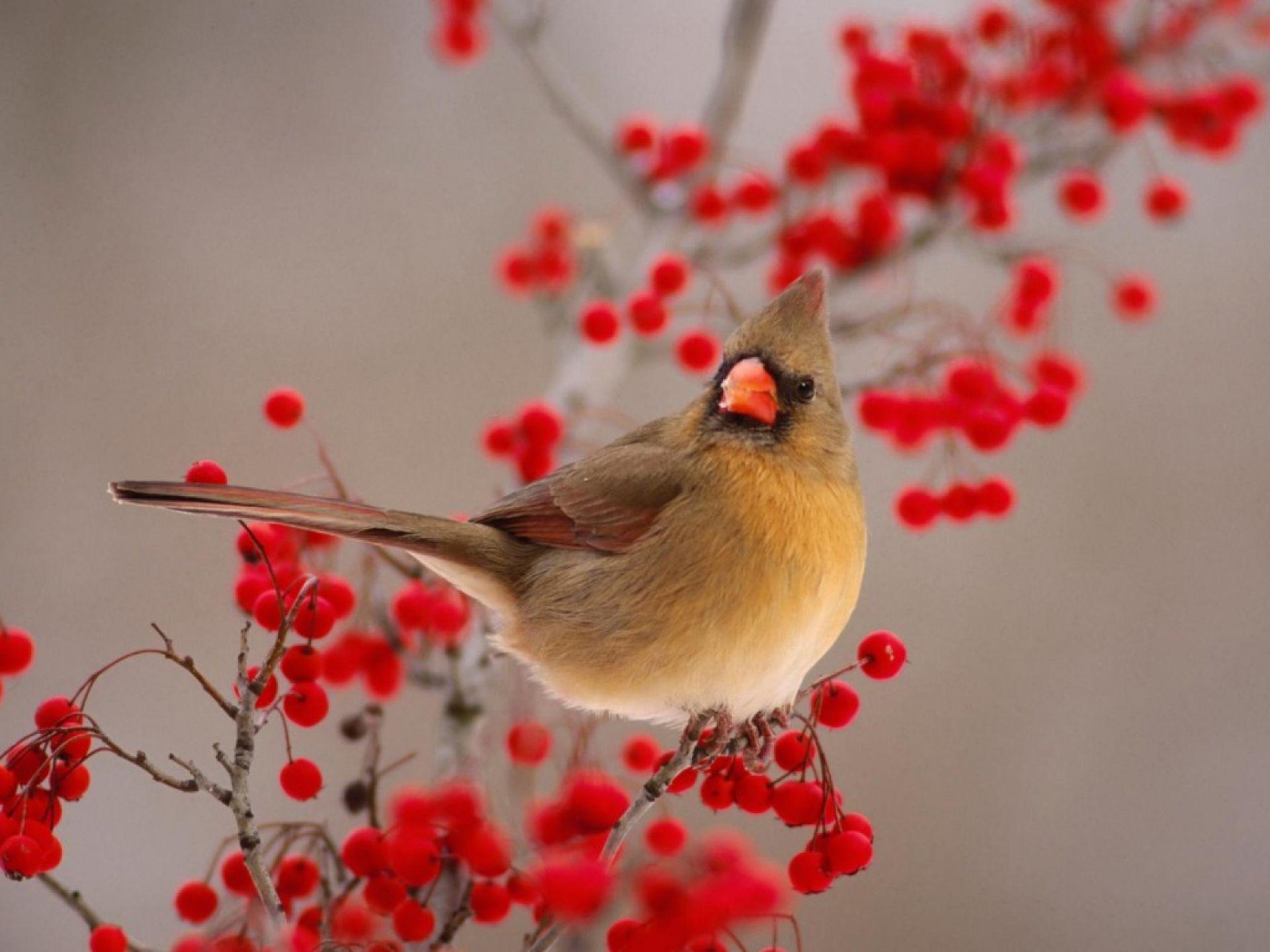 Cardinal Bird Wallpapers Wallpaper Cave