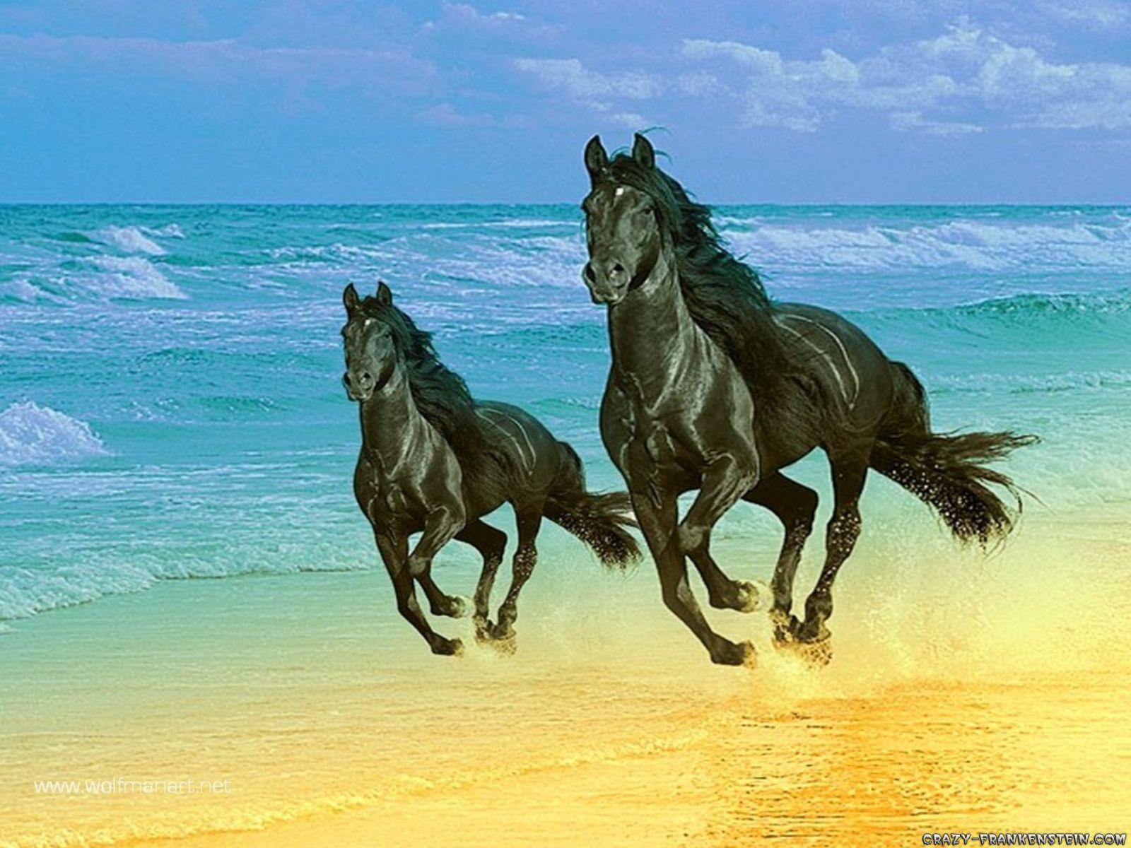 Free Horse Backgrounds Wallpaper Cave