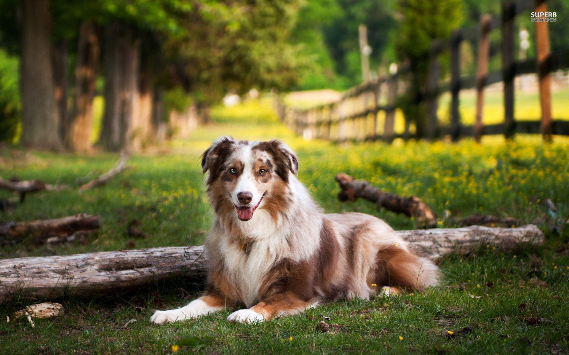 Australian Shepherd Wallpapers Wallpaper Cave
