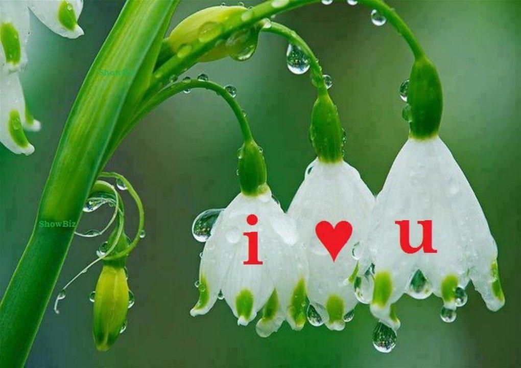 Love Flower Wallpapers Wallpaper Cave