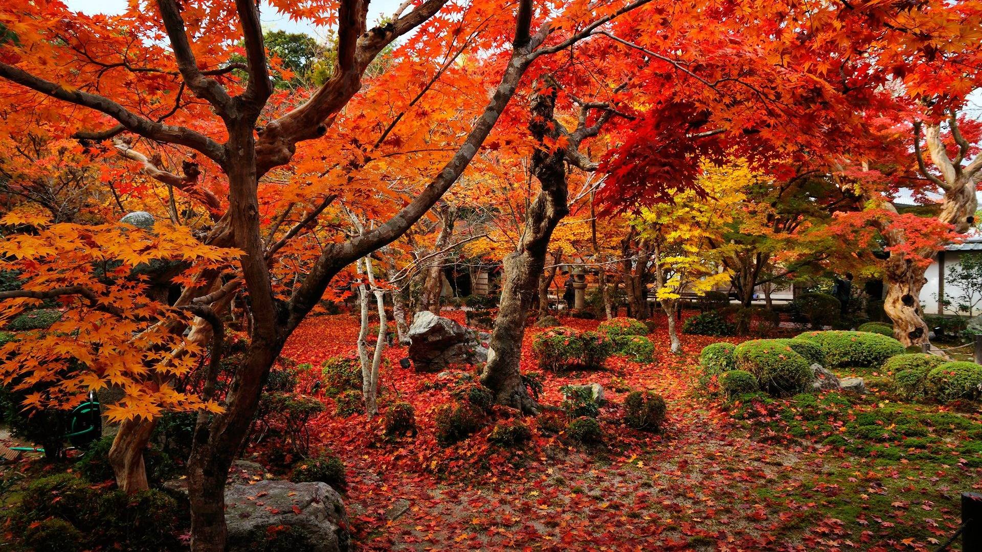 Fall Colors Wallpapers Wallpaper Cave