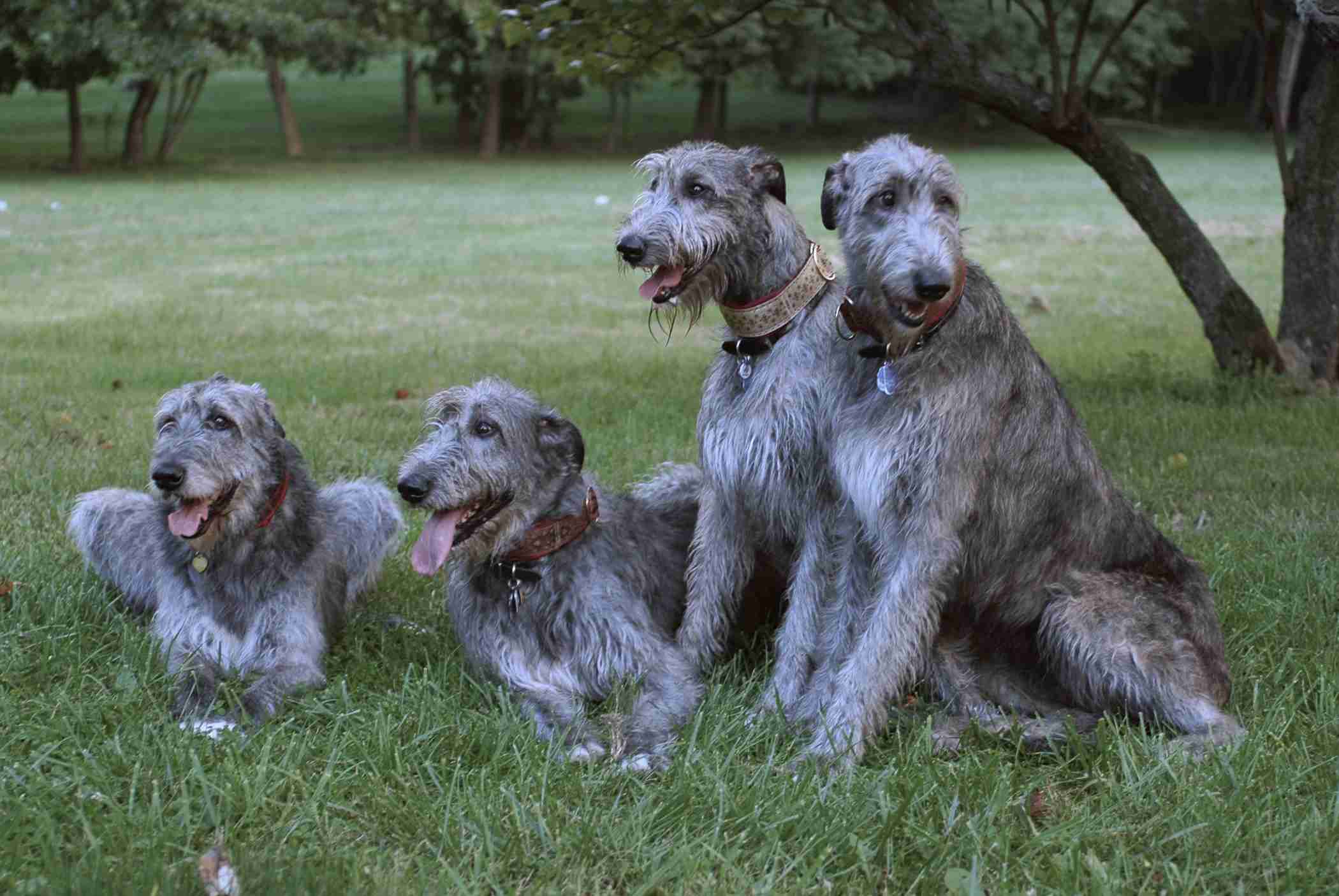 Irish Wolfhound Wallpapers Wallpaper Cave