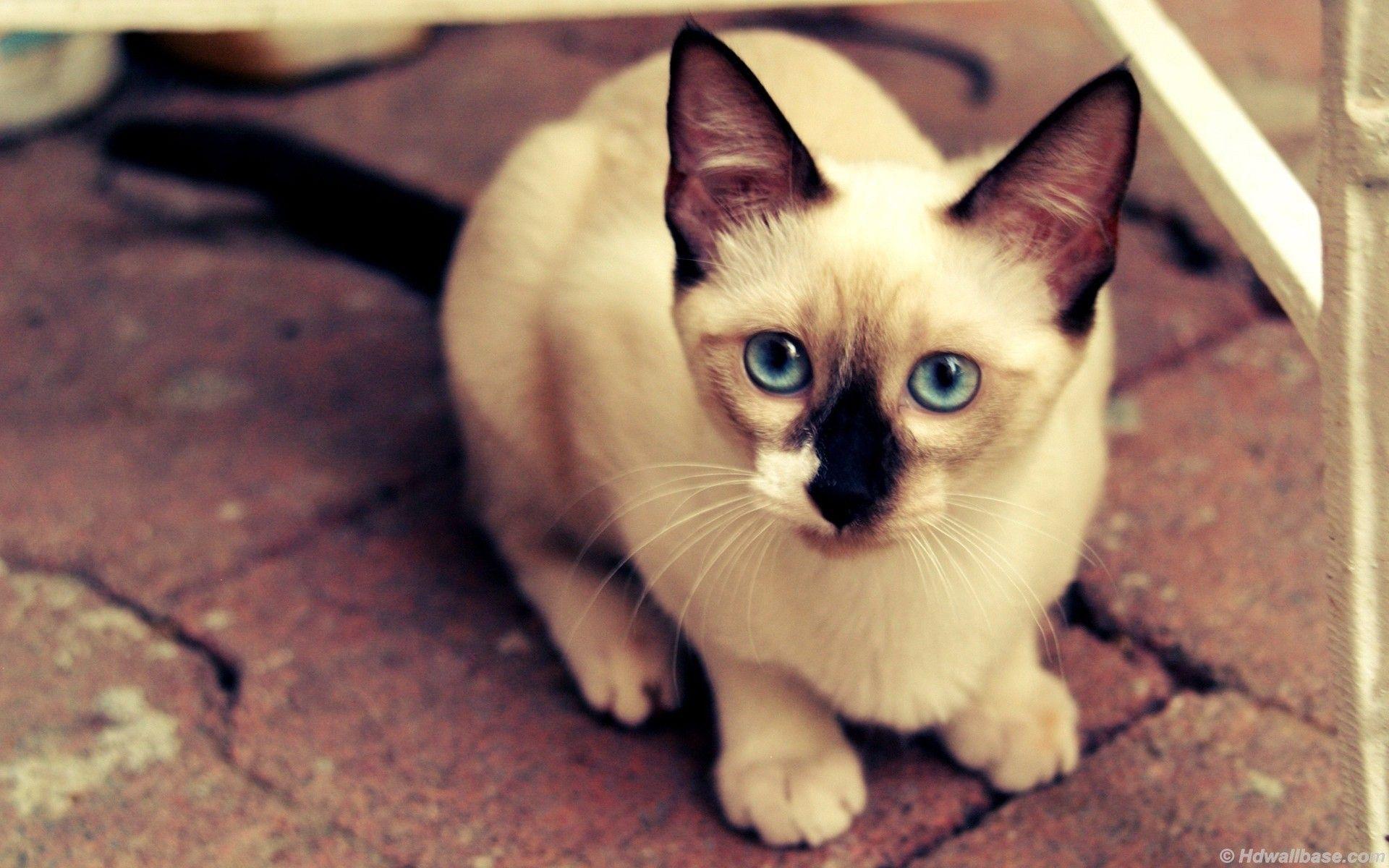 Siamese Cat Wallpapers Wallpaper Cave
