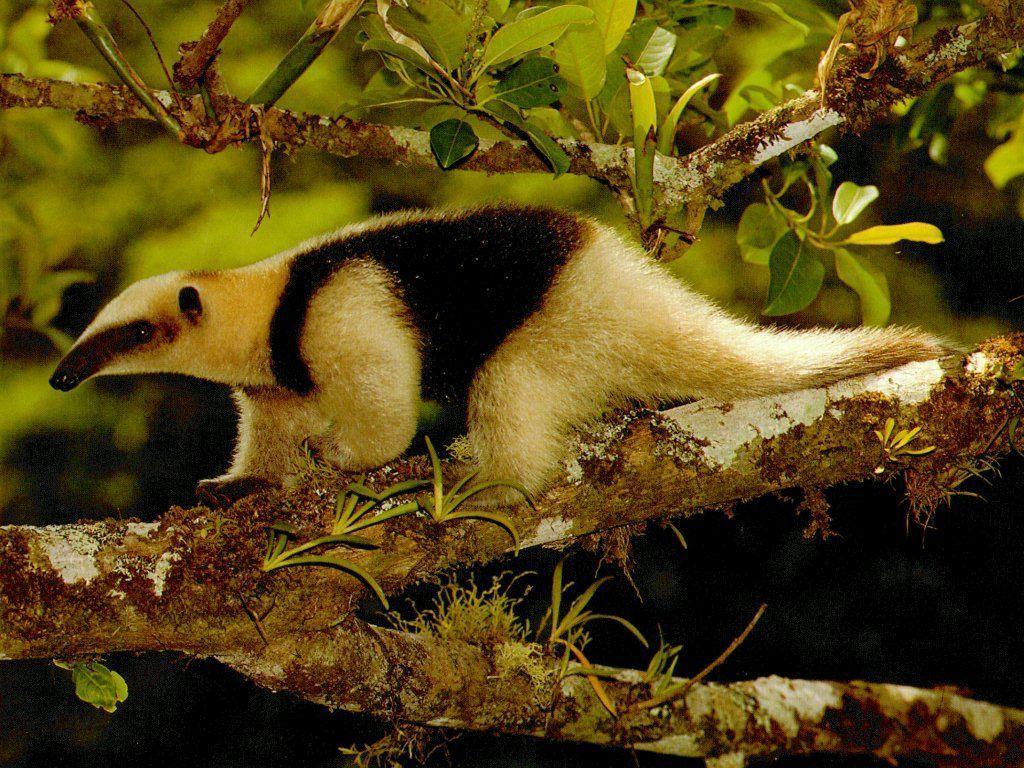 Anteater Wallpapers Wallpaper Cave