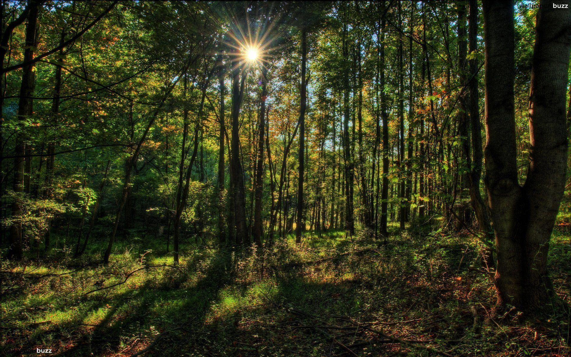 Forest Wallpaper HD 77+ images