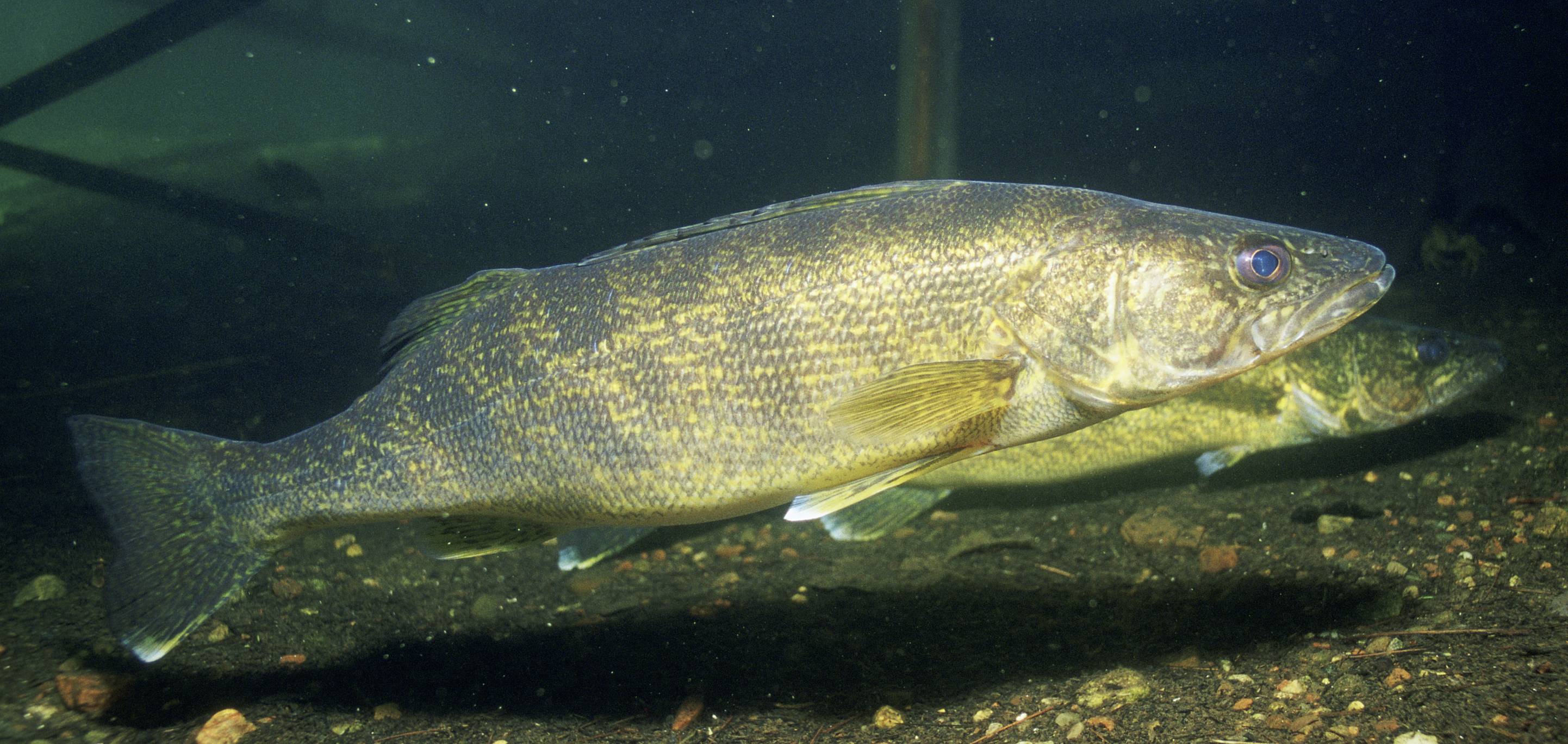 Walleye Wallpapers Wallpaper Cave