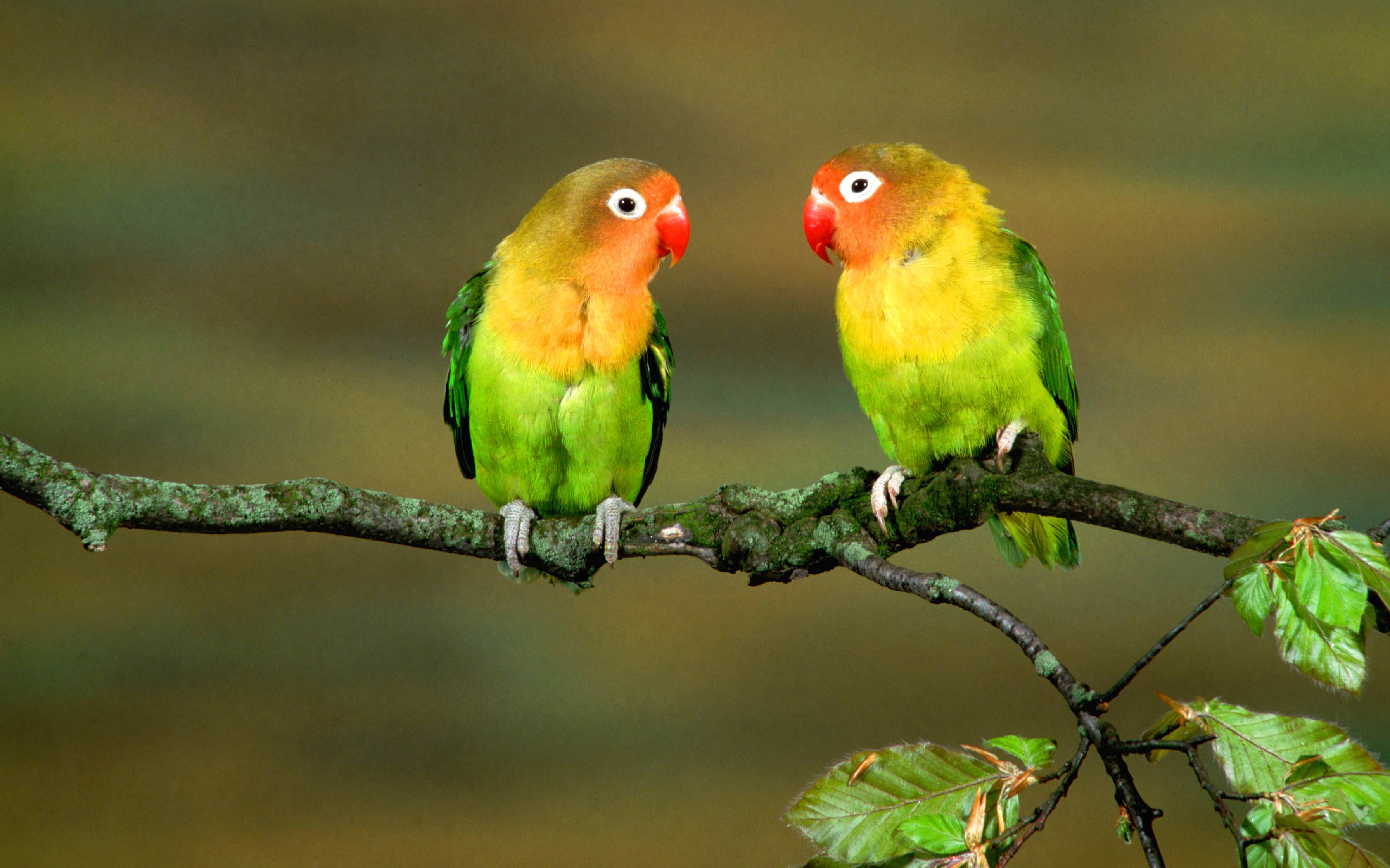 Parrot Wallpapers Wallpaper Cave