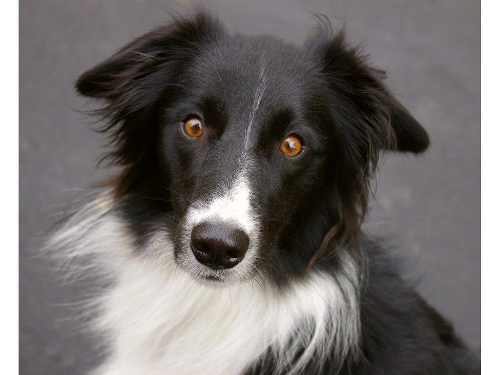 Border Collie Wallpapers Wallpaper Cave