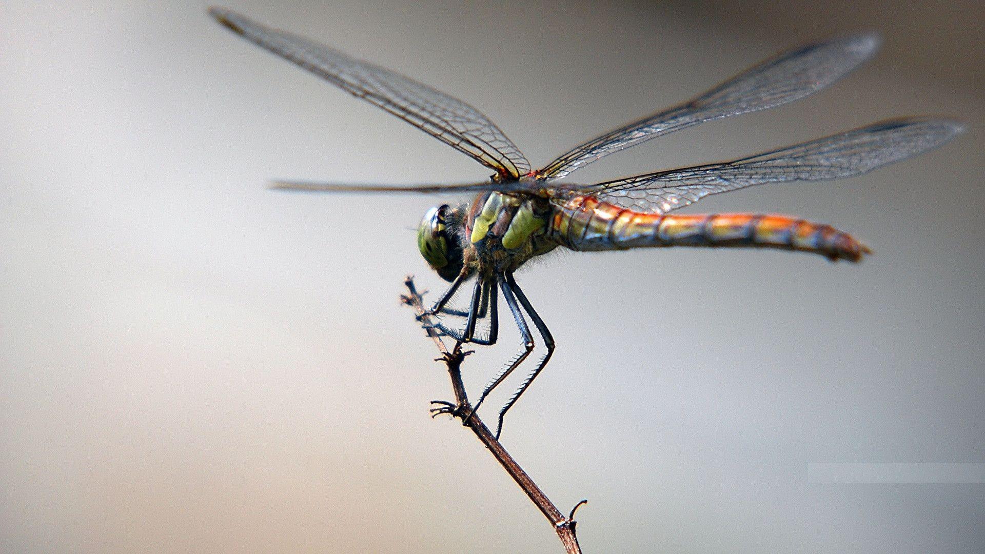 Dragon Fly Wallpapers Wallpaper Cave