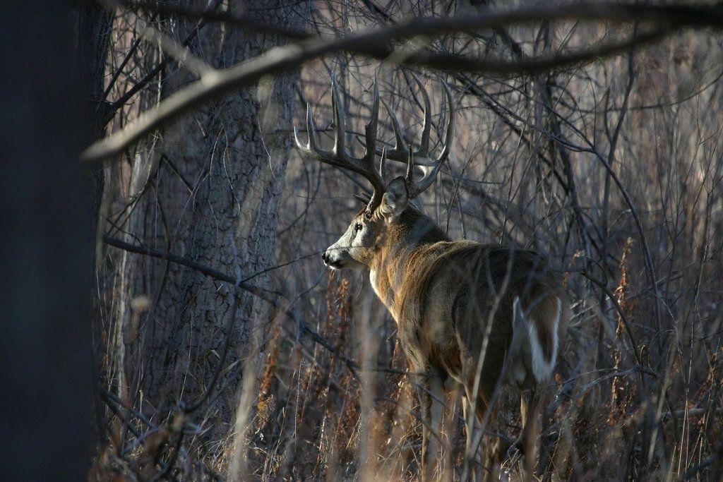 Free Whitetail Deer Wallpapers Wallpaper Cave