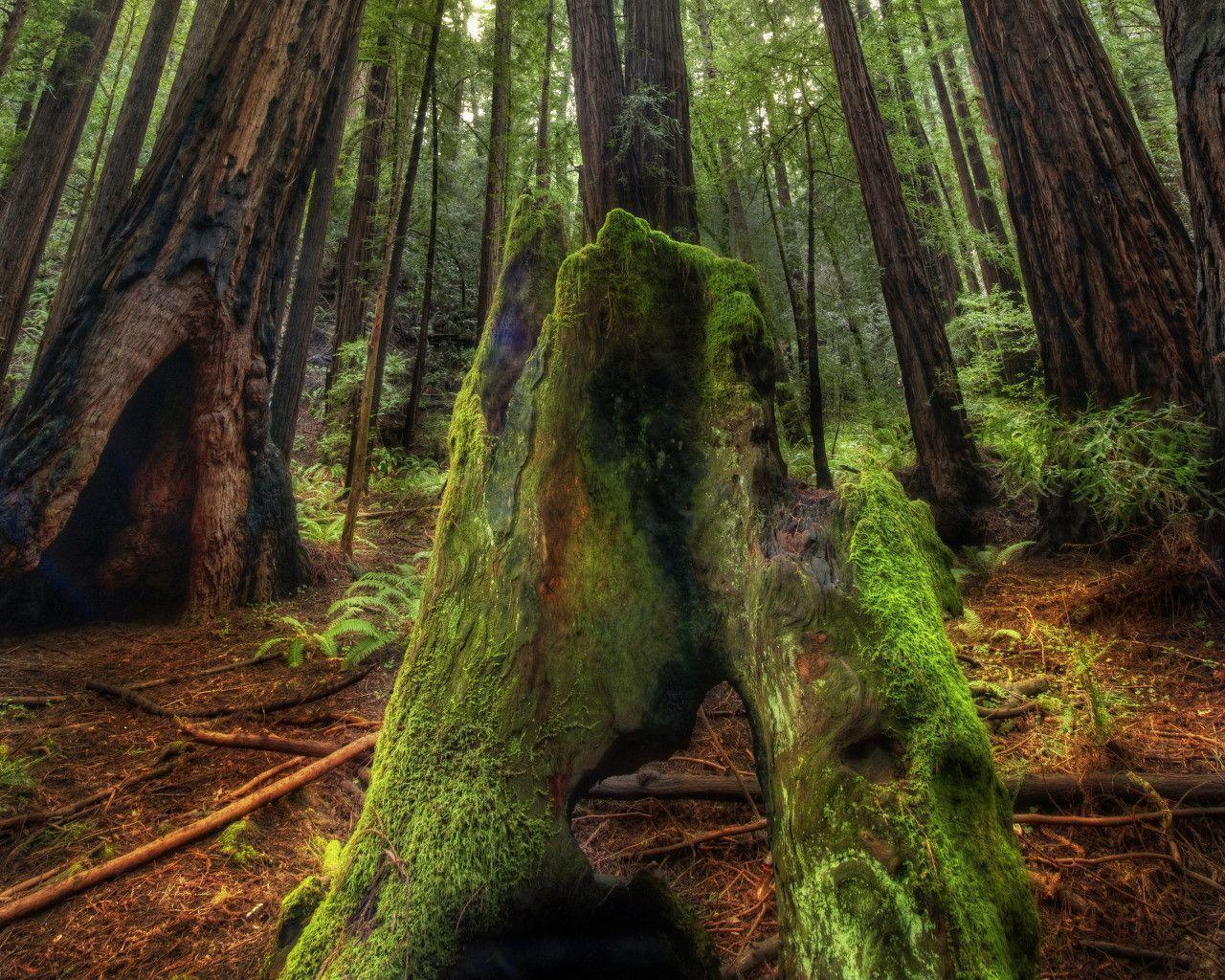 Woods Wallpapers Wallpaper Cave