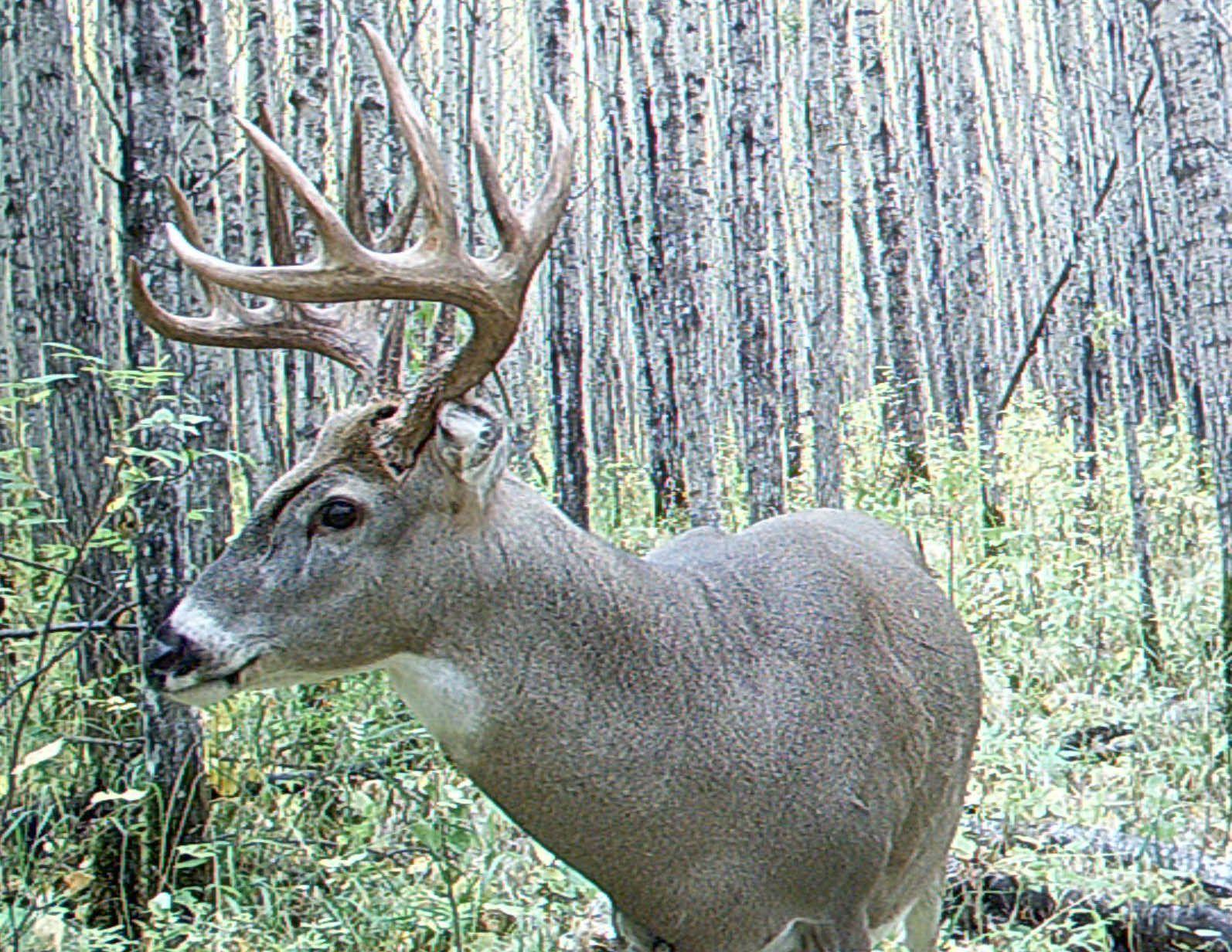 Whitetailed Deer Wallpapers Wallpaper Cave