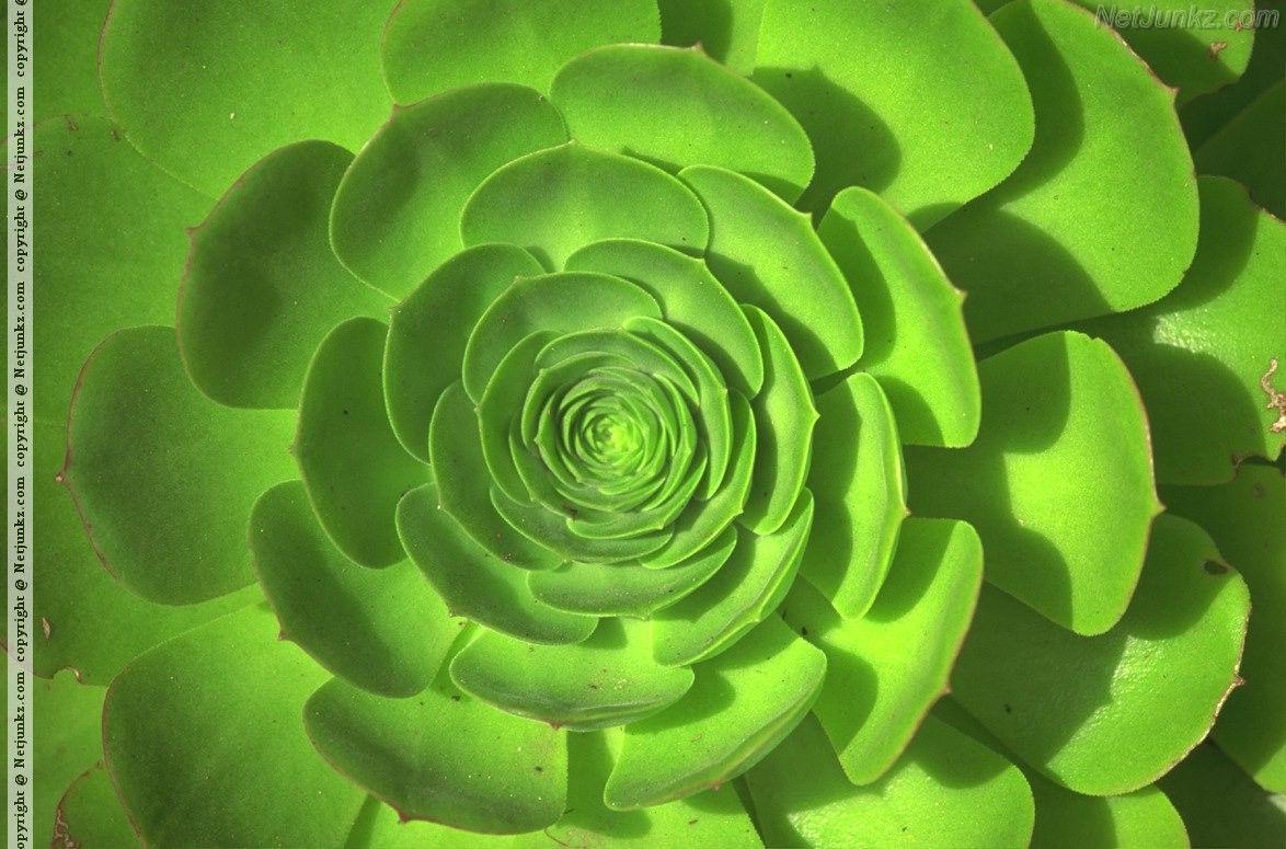 Green Flower Backgrounds Wallpaper Cave