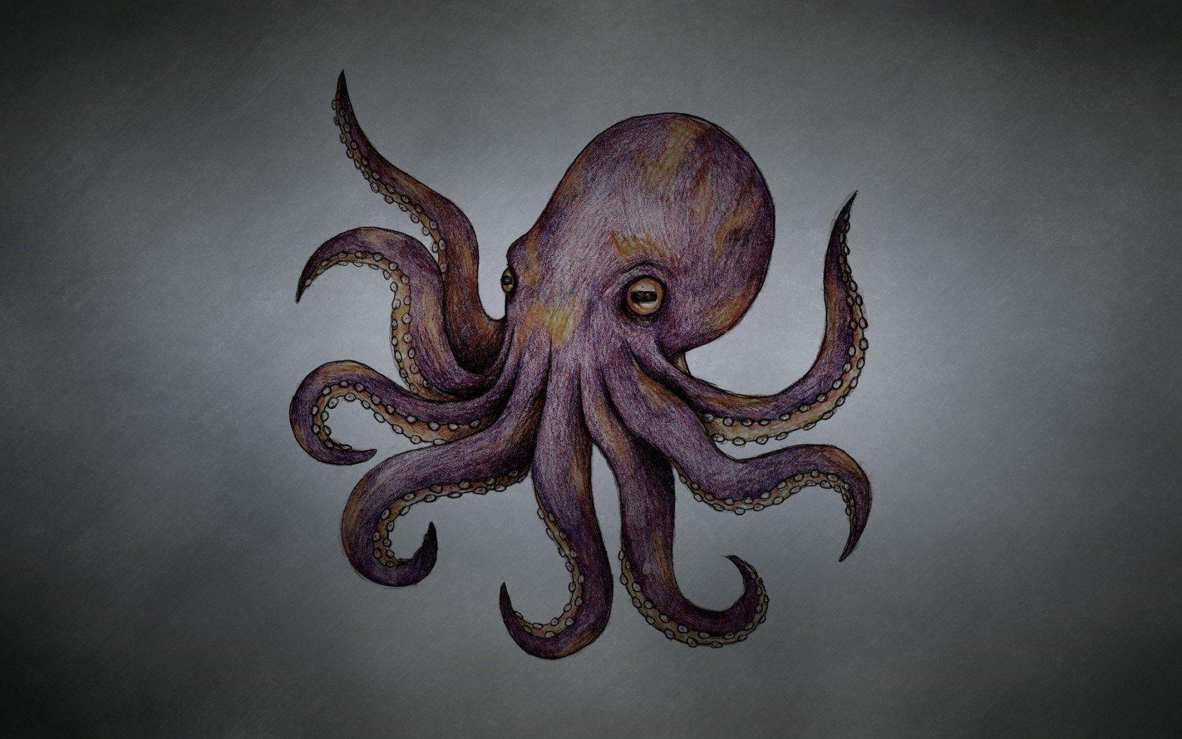 Ahtapot Resimleri, Ahtapot Duvar Kağıtları / Octopus Wallpapers