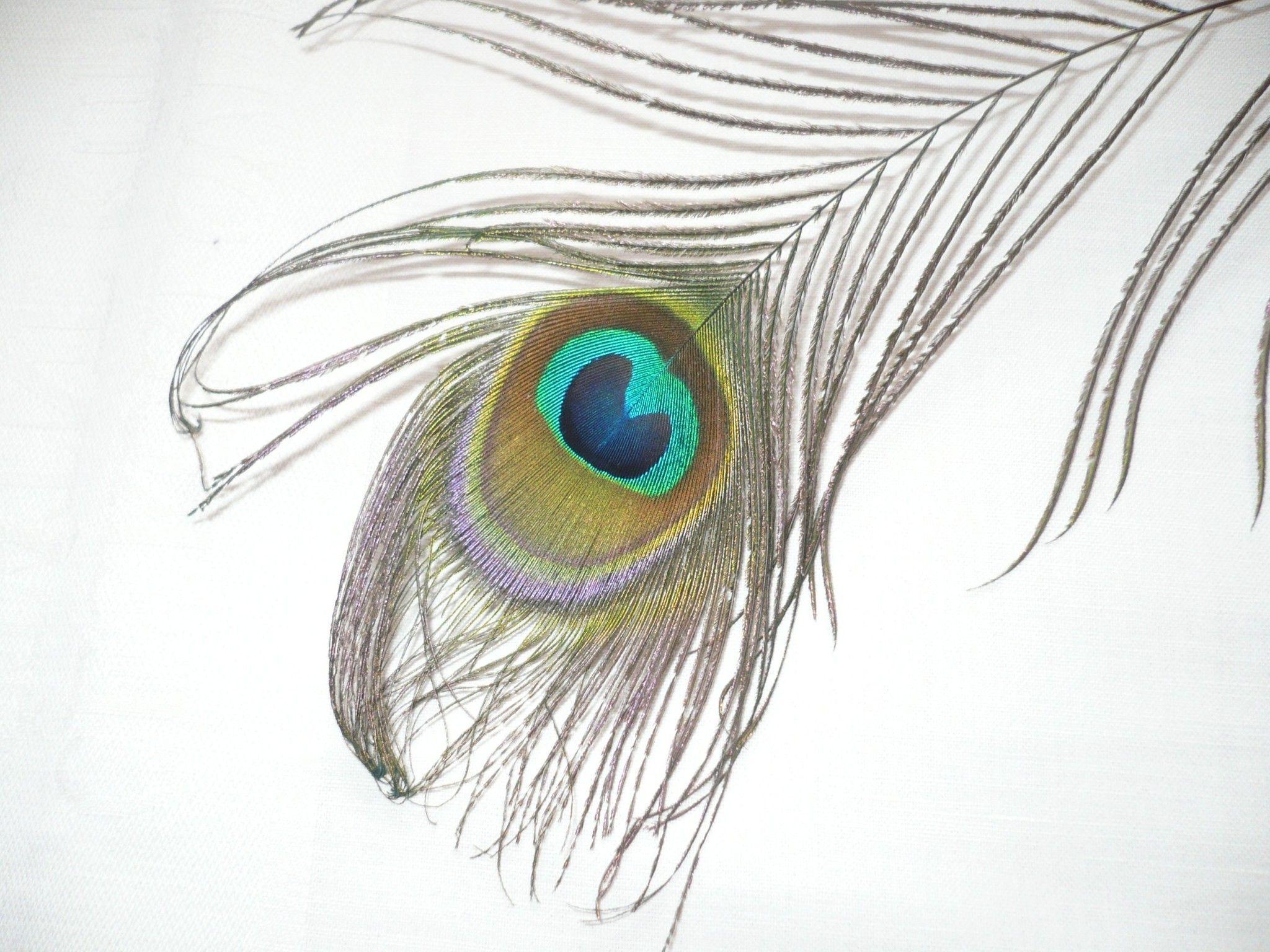 Peacock Feather Wallpapers Wallpaper Cave