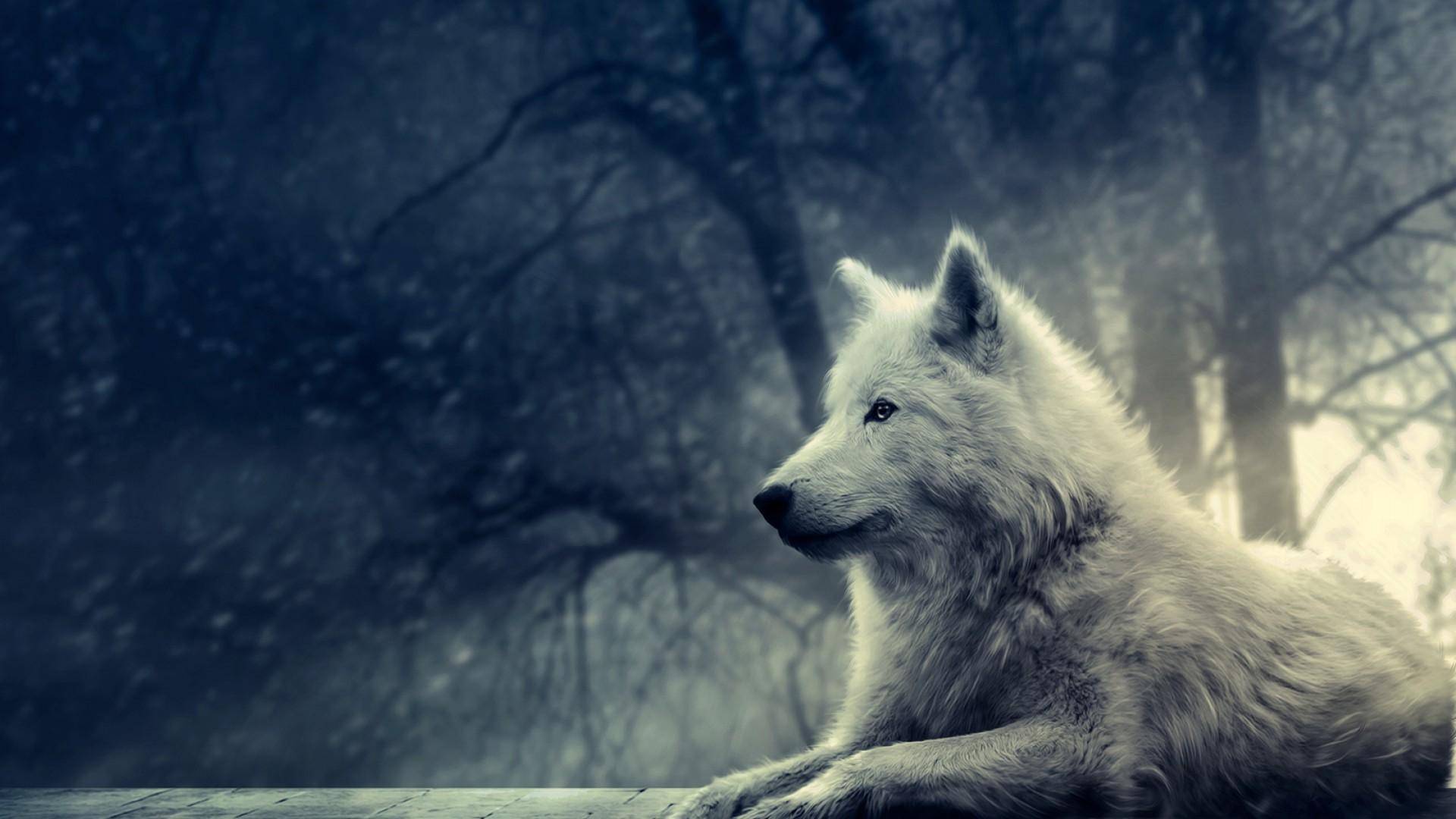 Free HD Wolf Wallpapers Wallpaper Cave
