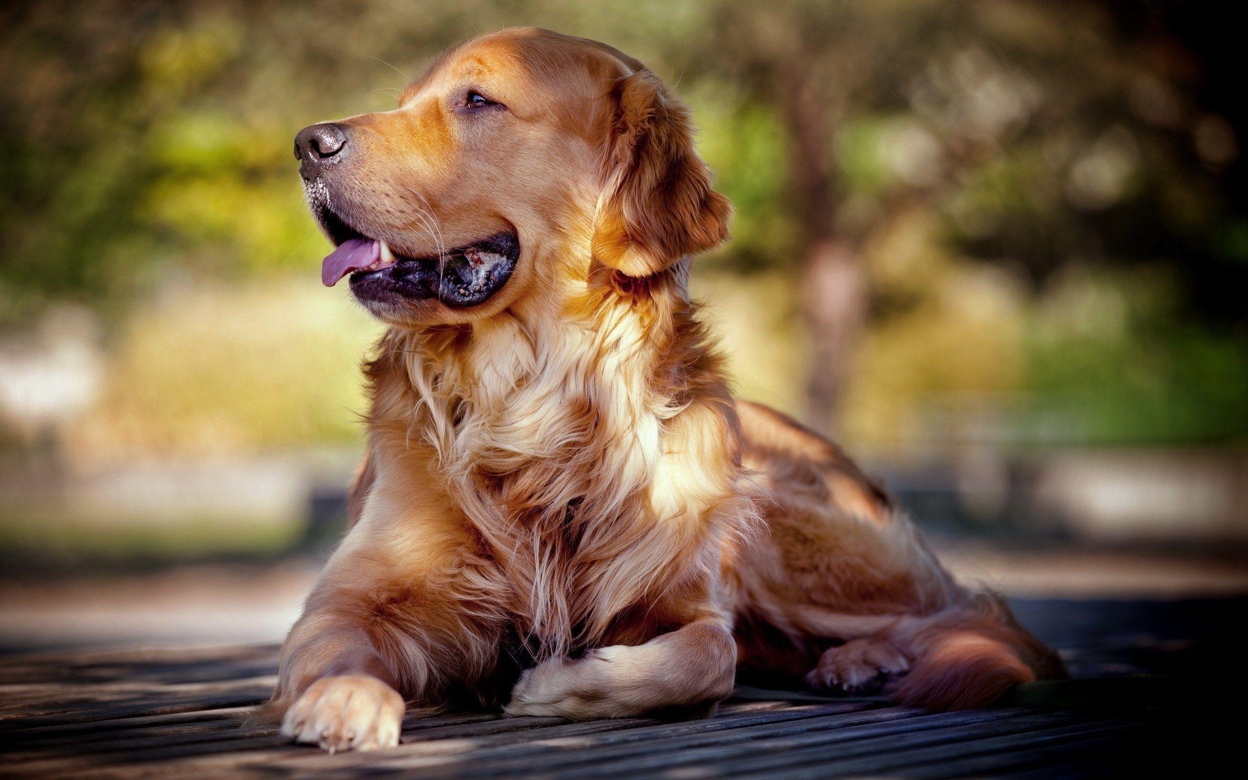 Golden Retriever Wallpapers Wallpaper Cave