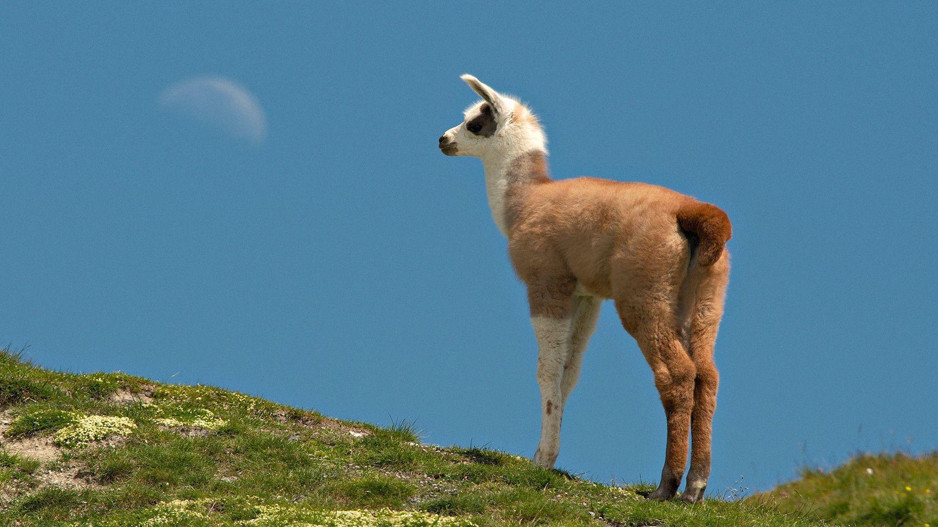 Llama Backgrounds Wallpaper Cave