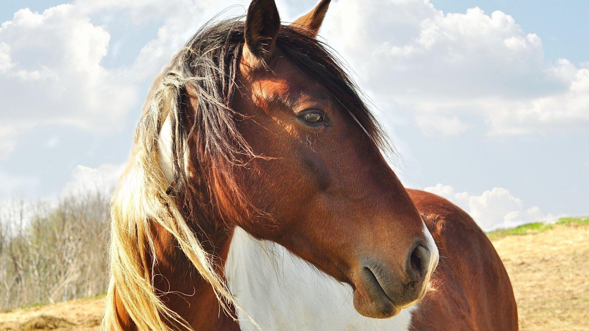 Paint Horse Wallpapers Wallpaper Cave