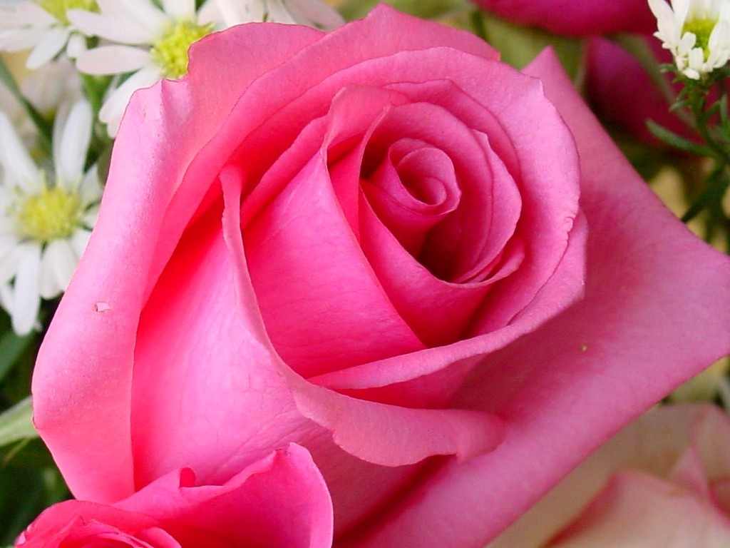 Pink Rose Flower Wallpapers Wallpaper Cave