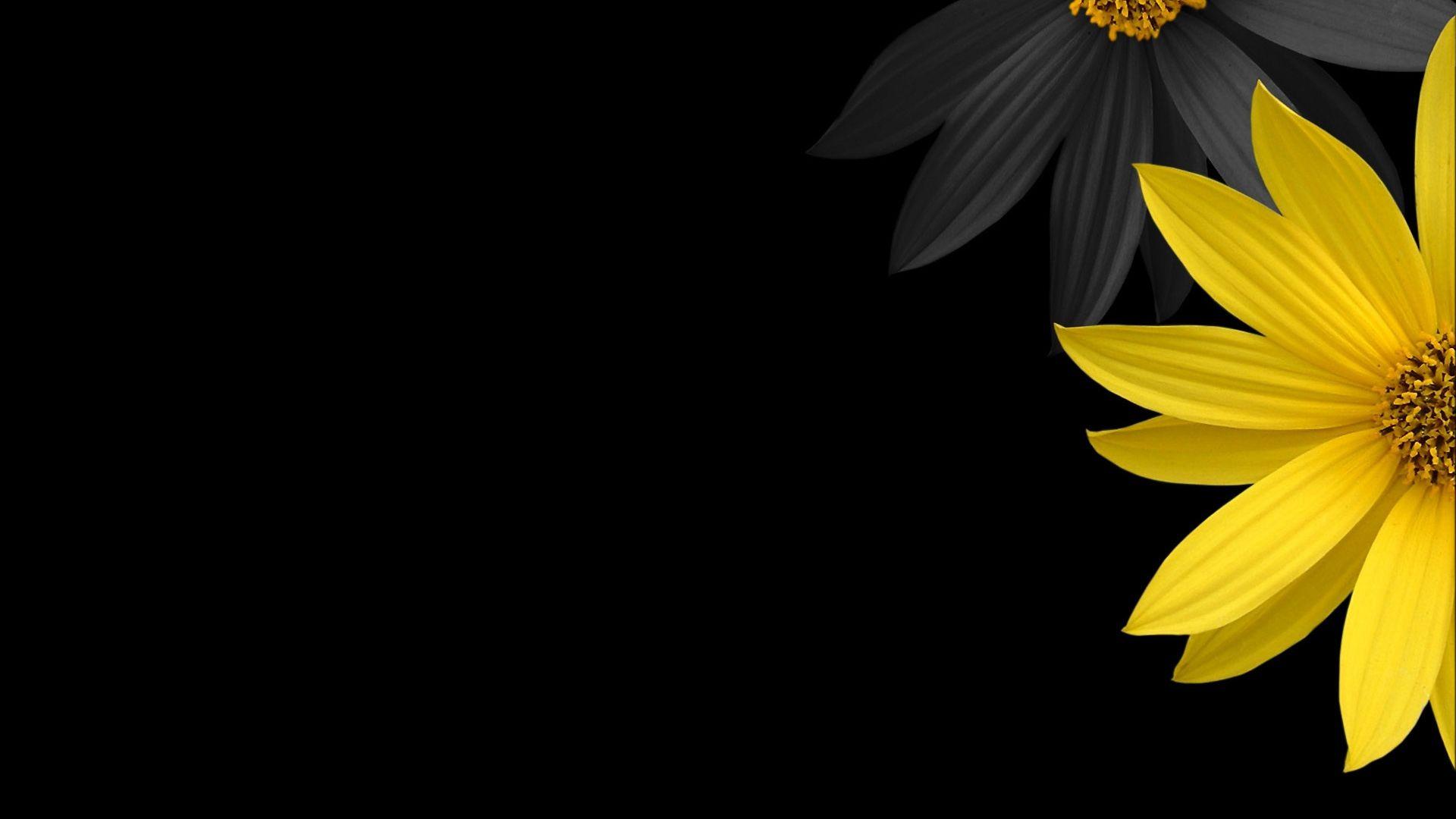 Single Flower Wallpapers Wallpaper Cave