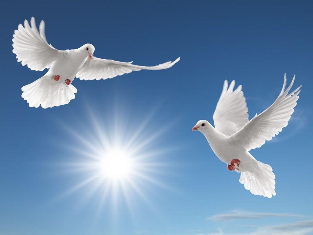 White Dove Wallpapers Wallpaper Cave