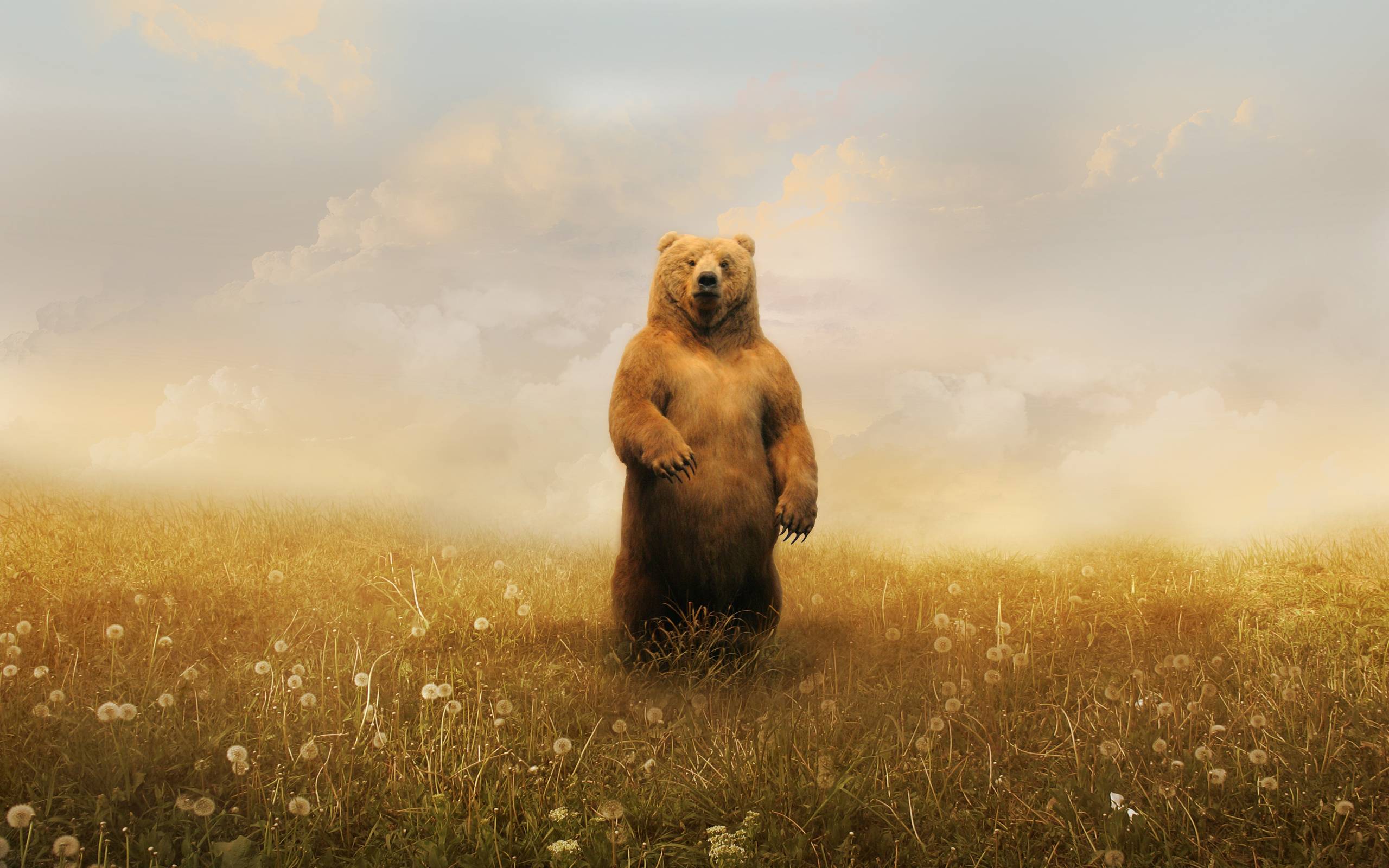 Grizzly Bear Backgrounds Wallpaper Cave