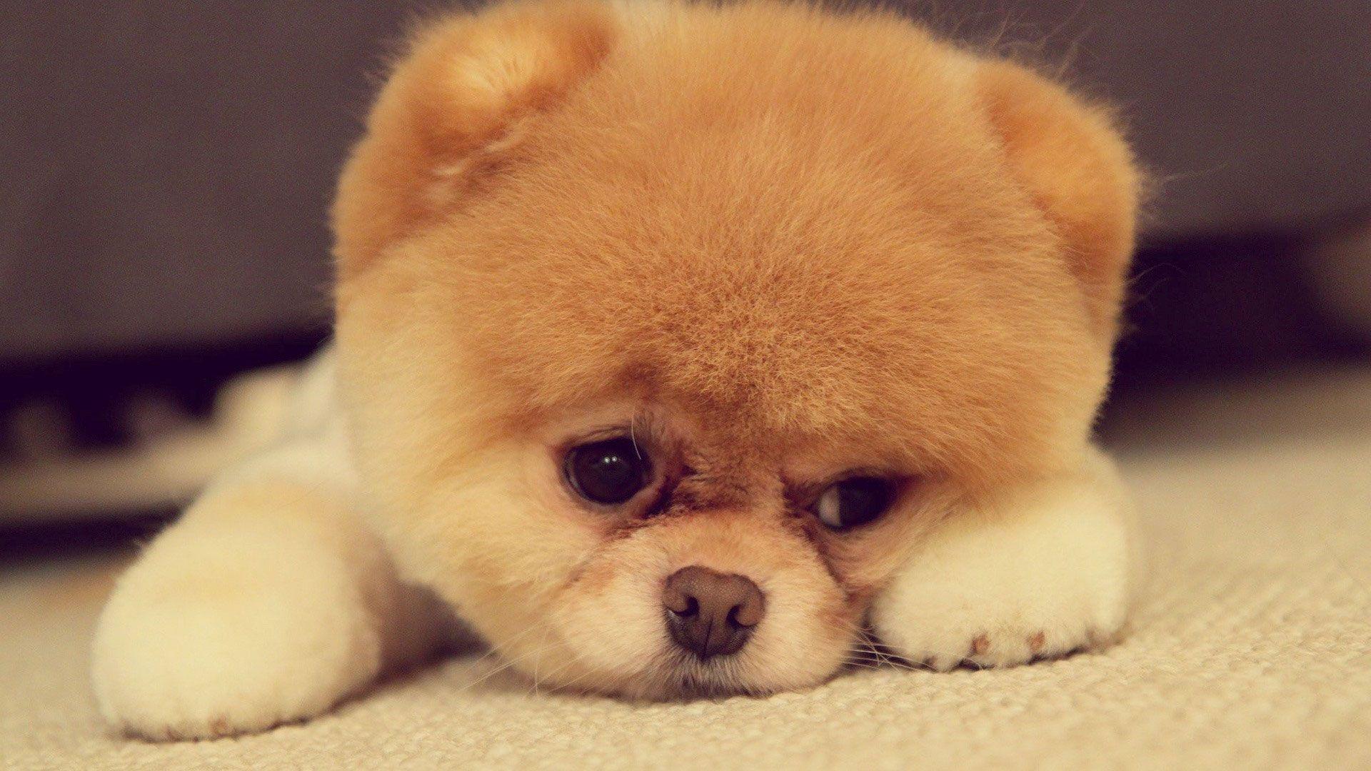 Boo The World's Cutest Dog Wallpapers Wallpaper Cave