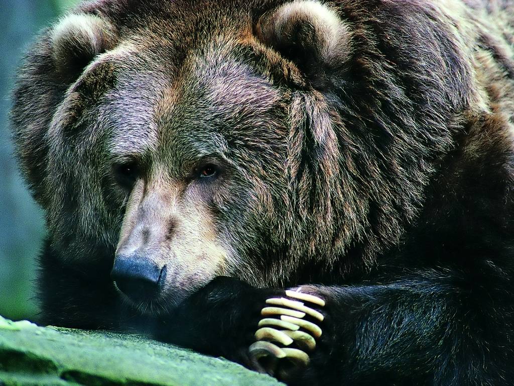 Free Black Bear Wallpapers Wallpaper Cave