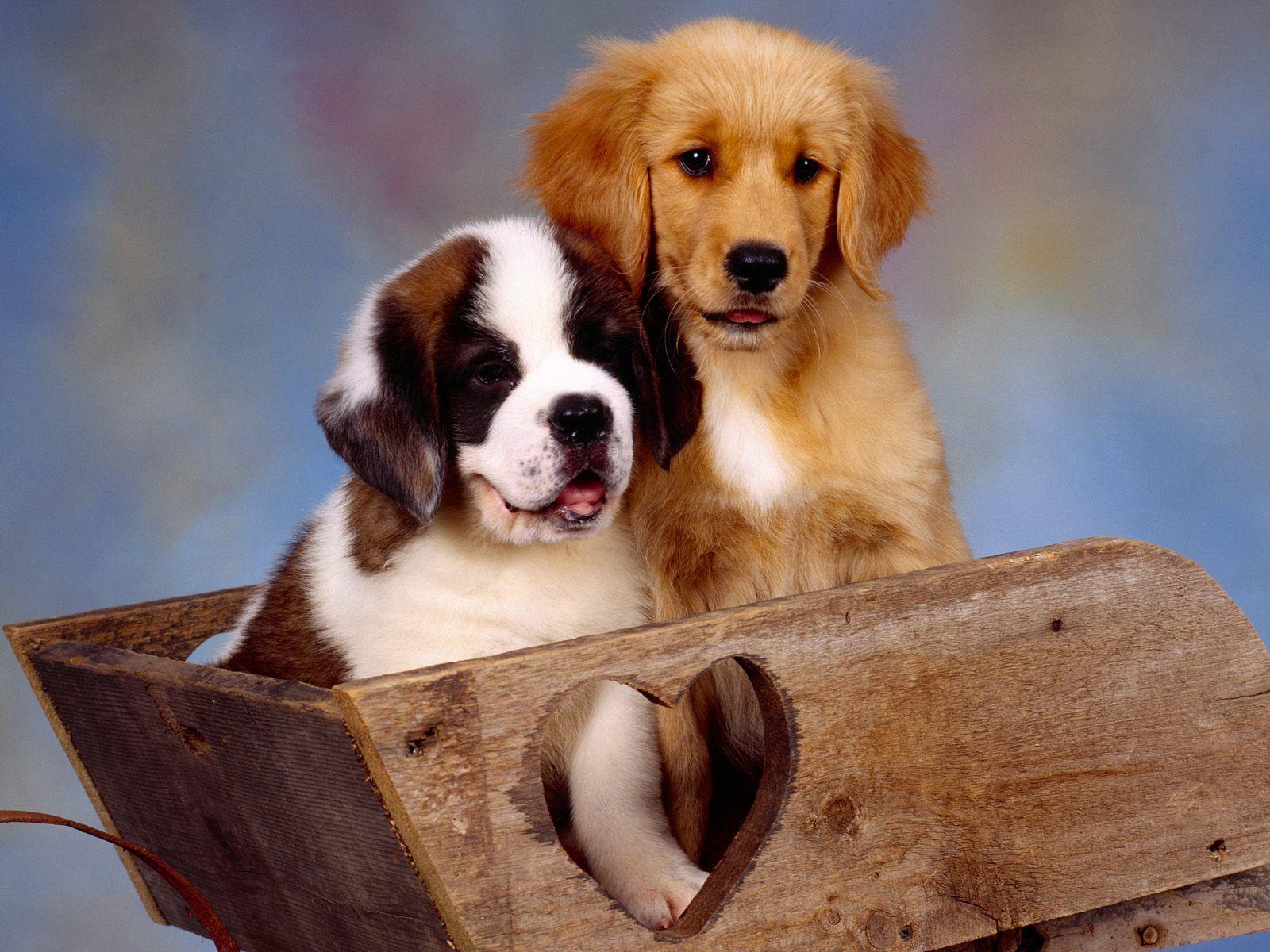 St Bernard Wallpapers Wallpaper Cave