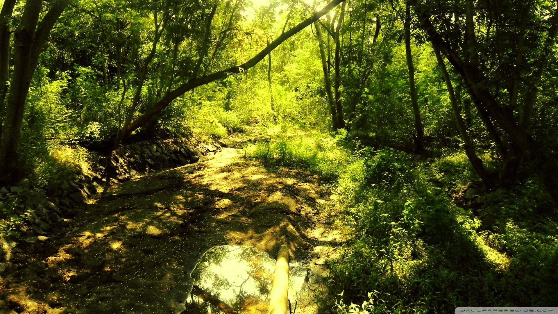 Enchanted Forest Backgrounds Wallpaper Cave